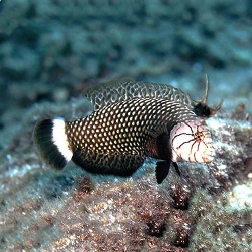 四角龍魚的圖片，幾種不同風(fēng)格的短標(biāo)題示例，你可以按需選用，，驚艷！四角龍魚美圖來襲，速覽，靈動四角龍魚圖鑒，聚焦