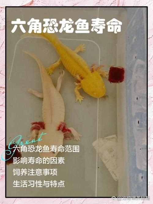 四角龍魚的圖片，幾種不同風(fēng)格的短標(biāo)題示例，你可以按需選用，，驚艷！四角龍魚美圖來襲，速覽，靈動四角龍魚圖鑒，聚焦