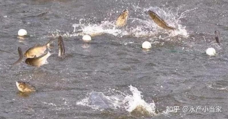 號半龍魚最害怕三個東西,龍魚三大恐懼源 全國水族館企業名錄 第3張 號半龍魚最害怕三個東西,龍魚三大恐懼源 號半龍魚最害怕三個東西,龍魚三大恐懼源 全國水族館企業名錄 第3張
