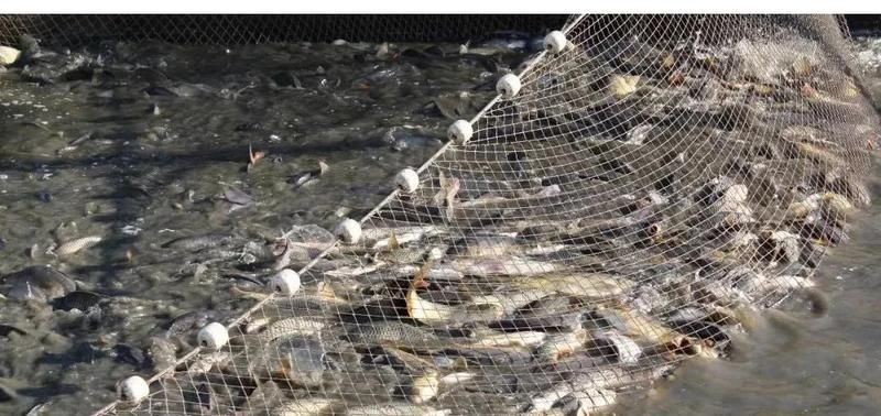 號半龍魚最害怕三個東西,龍魚三大恐懼源 全國水族館企業名錄 第9張 號半龍魚最害怕三個東西,龍魚三大恐懼源 號半龍魚最害怕三個東西,龍魚三大恐懼源 全國水族館企業名錄 第9張
