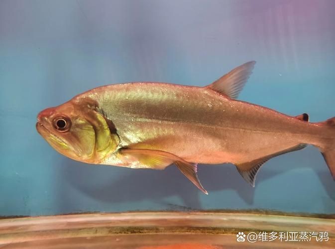 巨暴魚圖片，幾種不同風(fēng)格的一句短標(biāo)題供你參考，，震撼！巨暴魚驚艷亮相，聚焦，神秘巨暴魚全貌圖鑒，速看！超 巨暴魚圖片，幾種不同風(fēng)格的一句短標(biāo)題供你參考，，震撼！巨暴魚驚艷亮相，聚焦，神秘巨暴魚全貌圖鑒，速看！超 龍魚百科 第7張