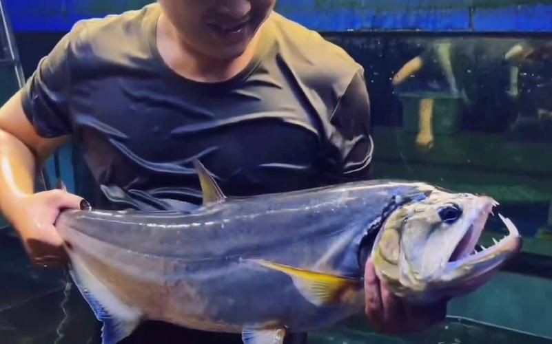 巨暴魚圖片，幾種不同風(fēng)格的一句短標(biāo)題供你參考，，震撼！巨暴魚驚艷亮相，聚焦，神秘巨暴魚全貌圖鑒，速看！超 巨暴魚圖片，幾種不同風(fēng)格的一句短標(biāo)題供你參考，，震撼！巨暴魚驚艷亮相，聚焦，神秘巨暴魚全貌圖鑒，速看！超 龍魚百科 第12張