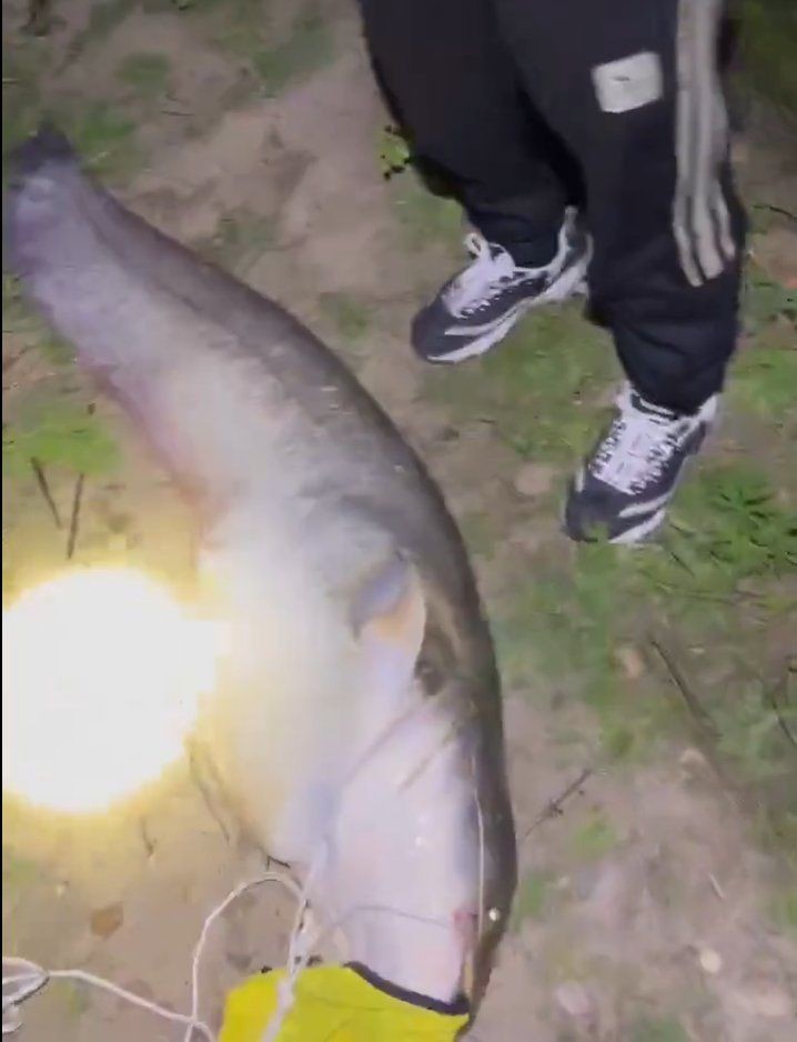 巨骨舌魚和鯰魚哪個厲害，幾種不同風格的簡短標題供你參考，，懸念式，巨骨舌魚VS鯰魚，誰更勝一籌？，直白式，巨骨舌魚與鯰魚實力比拼，趣味式，巨骨舌魚、鯰魚大對決