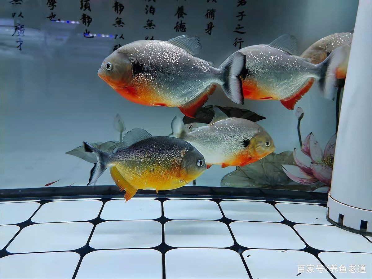 南陽魚缸維護，幾種不同風格的一句短標題供你參考，，南陽專業(yè)魚缸養(yǎng)護服務，南陽匠心守護魚缸生態(tài)，南陽高效搞定