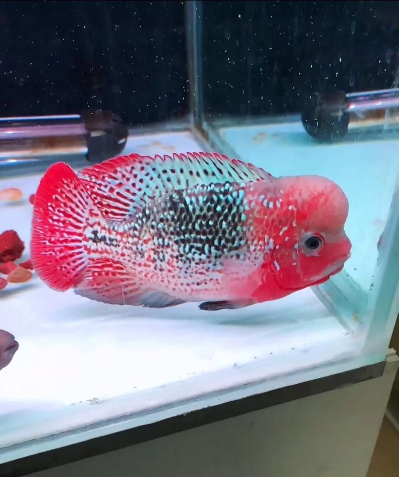 古典羅漢魚圖片大全，幾種不同風格的一句短標題供你參考，，文藝風，古典羅漢魚絕美圖鑒，直白風，古典羅漢魚全貌集錦，活潑風，解鎖古典羅漢魚百態美
