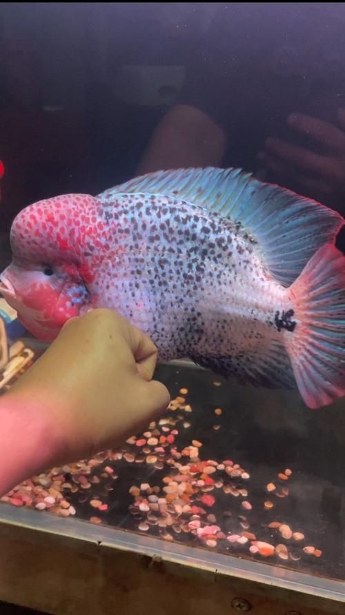 古典羅漢魚圖片大全，幾種不同風格的一句短標題供你參考，，文藝風，古典羅漢魚絕美圖鑒，直白風，古典羅漢魚全貌集錦，活潑風，解鎖古典羅漢魚百態美