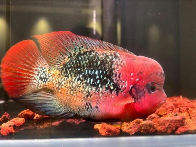 古典羅漢魚圖片大全，幾種不同風格的一句短標題供你參考，，文藝風，古典羅漢魚絕美圖鑒，直白風，古典羅漢魚全貌集錦，活潑風，解鎖古典羅漢魚百態美