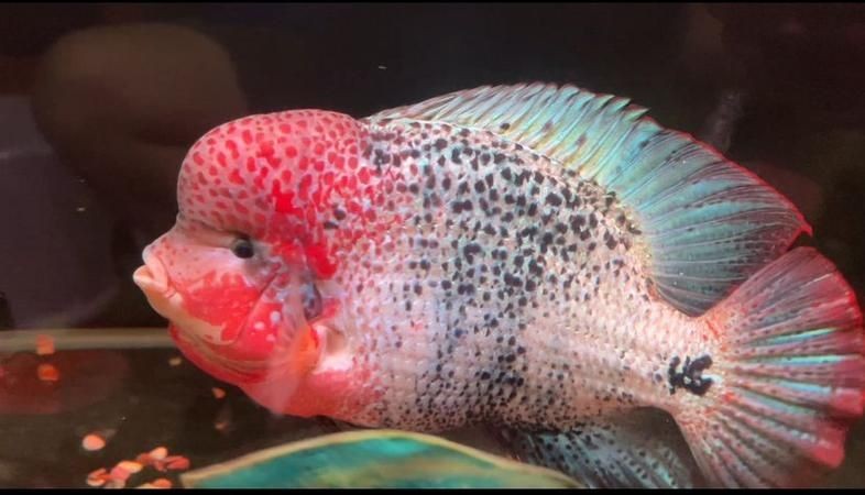 古典羅漢魚圖片大全，幾種不同風格的一句短標題供你參考，，文藝風，古典羅漢魚絕美圖鑒，直白風，古典羅漢魚全貌集錦，活潑風，解鎖古典羅漢魚百態美