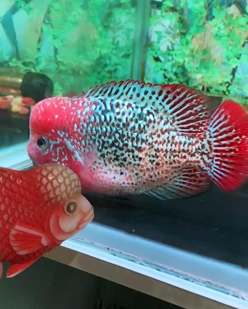 古典羅漢魚圖片大全，幾種不同風格的一句短標題供你參考，，文藝風，古典羅漢魚絕美圖鑒，直白風，古典羅漢魚全貌集錦，活潑風，解鎖古典羅漢魚百態美