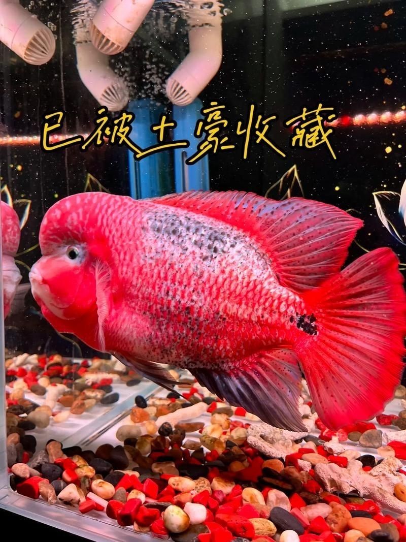 古典羅漢魚圖片大全，幾種不同風格的一句短標題供你參考，，文藝風，古典羅漢魚絕美圖鑒，直白風，古典羅漢魚全貌集錦，活潑風，解鎖古典羅漢魚百態美