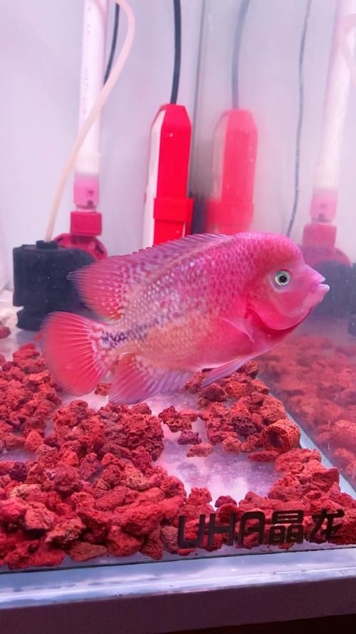 古典羅漢魚圖片大全，幾種不同風格的一句短標題供你參考，，文藝風，古典羅漢魚絕美圖鑒，直白風，古典羅漢魚全貌集錦，活潑風，解鎖古典羅漢魚百態美