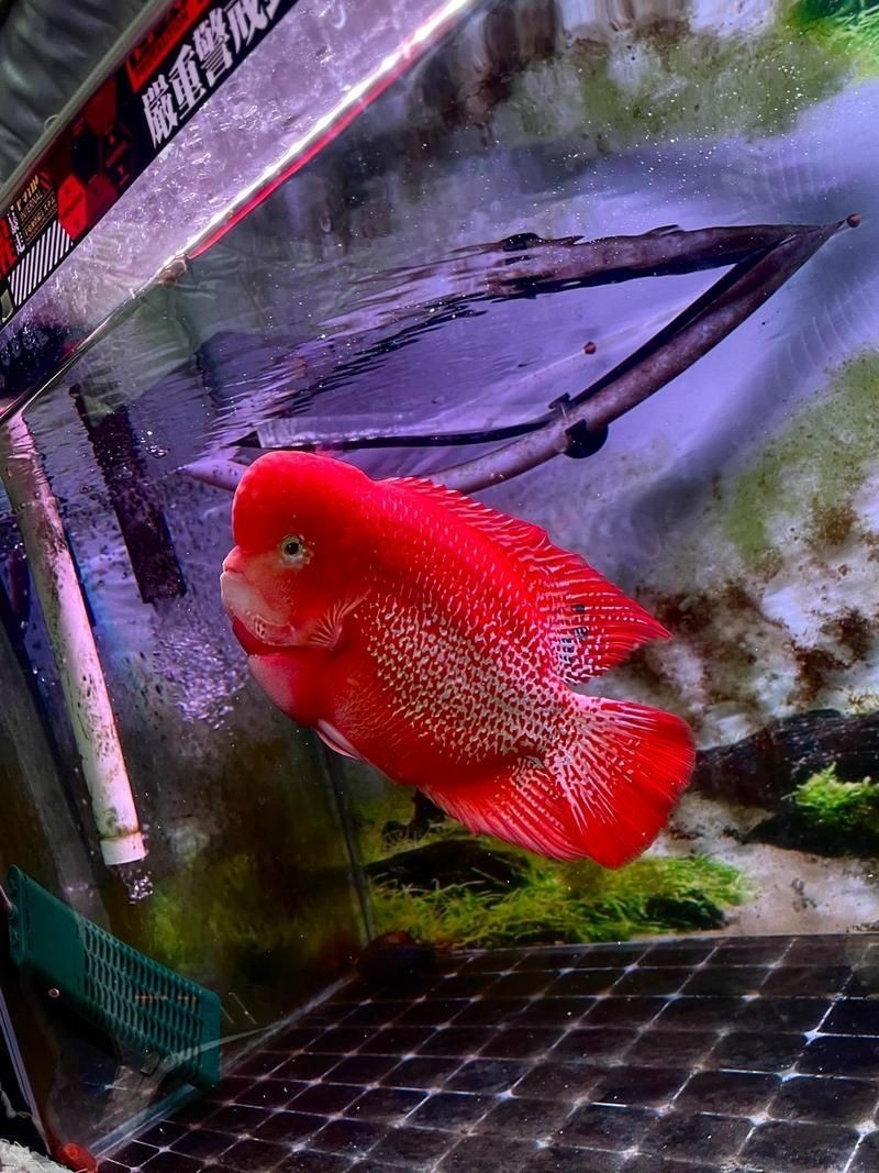 古典羅漢魚圖片大全，幾種不同風格的一句短標題供你參考，，文藝風，古典羅漢魚絕美圖鑒，直白風，古典羅漢魚全貌集錦，活潑風，解鎖古典羅漢魚百態美