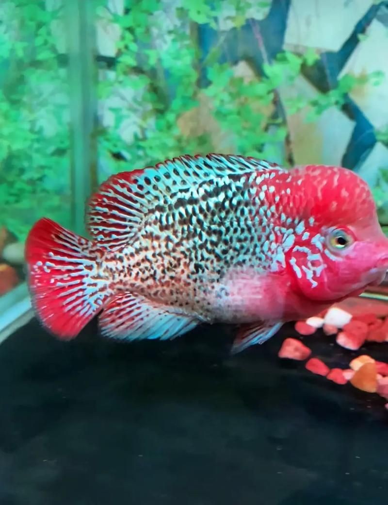 古典羅漢魚圖片大全，幾種不同風格的一句短標題供你參考，，文藝風，古典羅漢魚絕美圖鑒，直白風，古典羅漢魚全貌集錦，活潑風，解鎖古典羅漢魚百態美