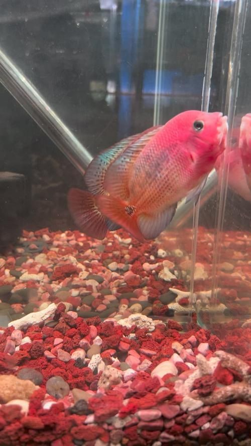 古典羅漢魚圖片大全，幾種不同風格的一句短標題供你參考，，文藝風，古典羅漢魚絕美圖鑒，直白風，古典羅漢魚全貌集錦，活潑風，解鎖古典羅漢魚百態美