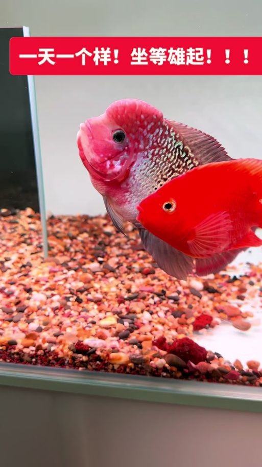 古典羅漢魚圖片大全，幾種不同風格的一句短標題供你參考，，文藝風，古典羅漢魚絕美圖鑒，直白風，古典羅漢魚全貌集錦，活潑風，解鎖古典羅漢魚百態美