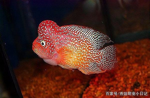 古典羅漢魚圖片大全，幾種不同風格的一句短標題供你參考，，文藝風，古典羅漢魚絕美圖鑒，直白風，古典羅漢魚全貌集錦，活潑風，解鎖古典羅漢魚百態美