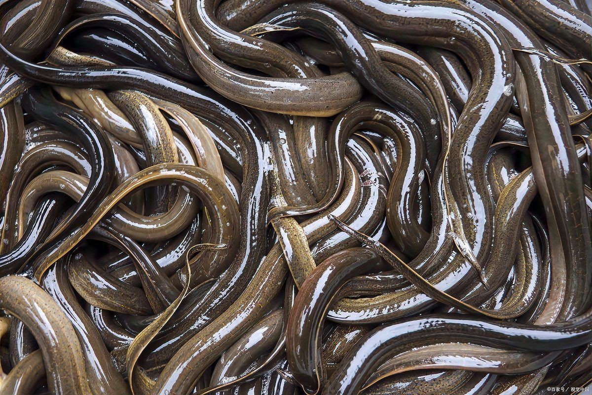養黃鱔的10個忠告，鱔養殖 養黃鱔的10個忠告，鱔養殖 龍魚百科 第15張