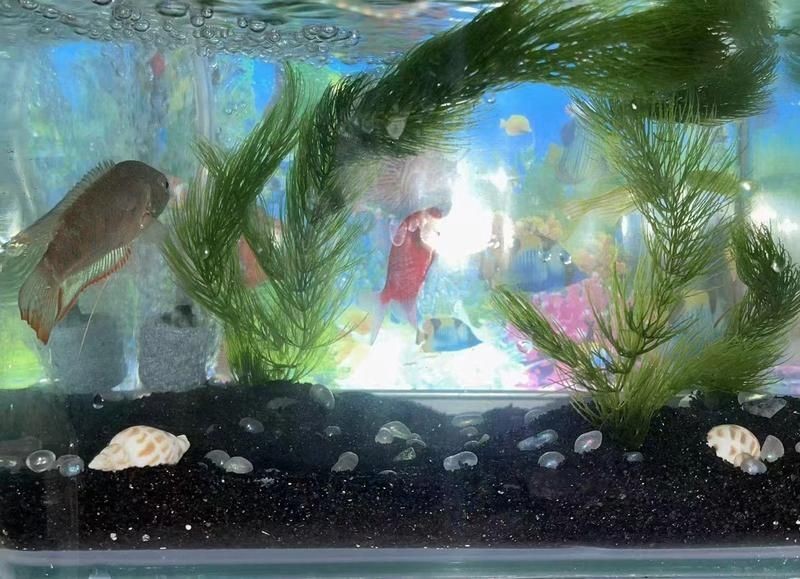 40缸養魚最佳十大魚，你可以按需選擇，，40缸適配，養魚優選十大佳種，40缸養魚之十大理想魚選，解鎖40缸養魚十大熱門魚種