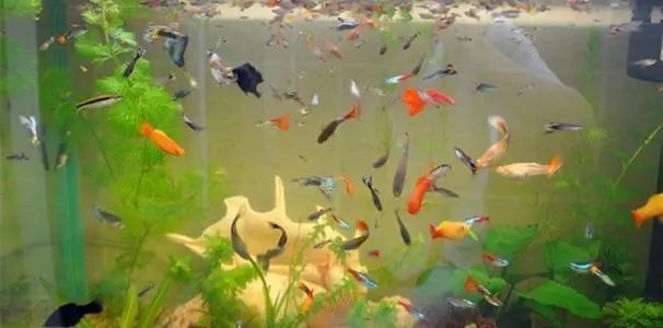 40缸養魚最佳十大魚，你可以按需選擇，，40缸適配，養魚優選十大佳種，40缸養魚之十大理想魚選，解鎖40缸養魚十大熱門魚種
