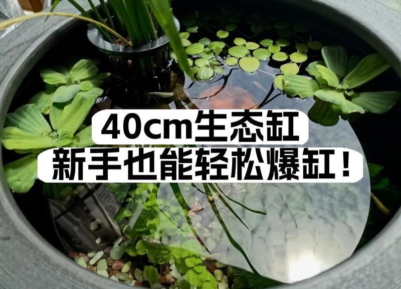 40缸養魚最佳十大魚，你可以按需選擇，，40缸適配，養魚優選十大佳種，40缸養魚之十大理想魚選，解鎖40缸養魚十大熱門魚種