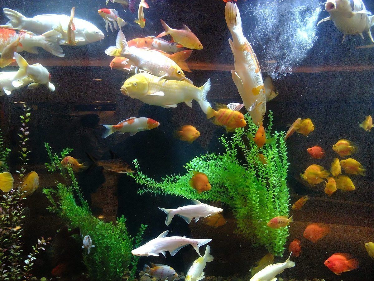九鼎魚(yú)缸連官網(wǎng)都沒(méi)有的解決方法，鼎魚(yú)缸無(wú)官網(wǎng)？速解指南！