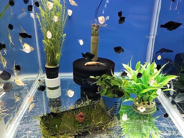 九鼎魚(yú)缸連官網(wǎng)都沒(méi)有的解決方法，鼎魚(yú)缸無(wú)官網(wǎng)？速解指南！