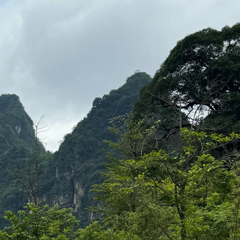 假死的狗頭魚(yú)，你可以按需選擇，，驚！假死的狗頭魚(yú)真相，奇聞，假死的狗頭魚(yú)之謎，聚焦，假死的狗頭魚(yú)