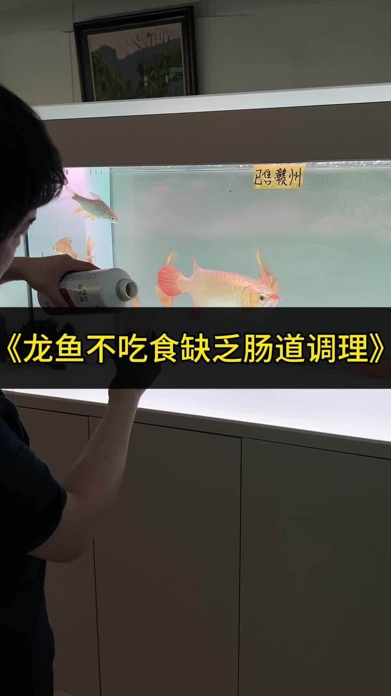 天氣熱龍魚不吃東西，幾種不同風格的短標題示例，你可以按需選擇，，直白型，天熱致龍魚拒食，疑問型，天熱，龍魚咋不進食？，警示型，高溫預警！龍 天氣熱龍魚不吃東西，幾種不同風格的短標題示例，你可以按需選擇，，直白型，天熱致龍魚拒食，疑問型，天熱，龍魚咋不進食？，警示型，高溫預警！龍 龍魚百科 第18張