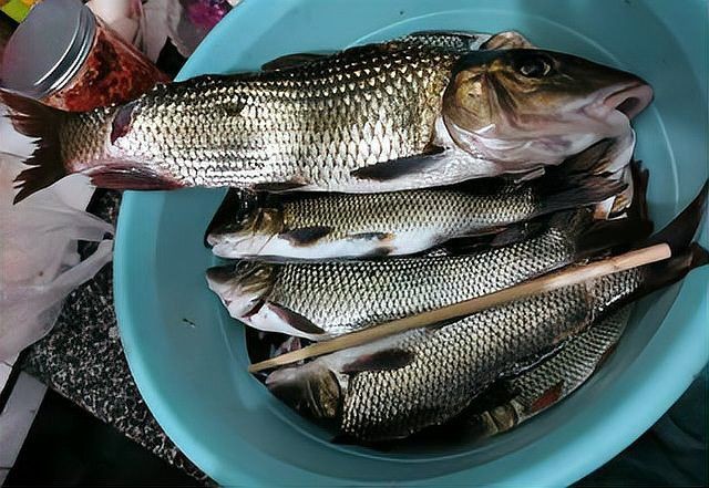勾嘴魚學(xué)名叫什么，嘴魚（拉丁學(xué)名，Erythroculter ilishaeformis）