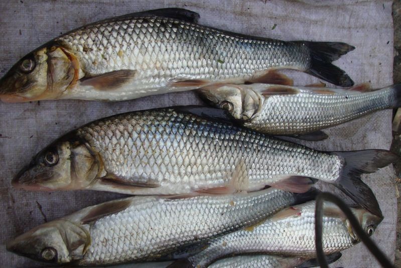 勾嘴魚學(xué)名叫什么，嘴魚（拉丁學(xué)名，Erythroculter ilishaeformis）