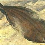 勾嘴魚學(xué)名叫什么，嘴魚（拉丁學(xué)名，Erythroculter ilishaeformis）