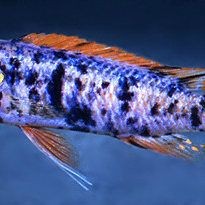 勾嘴魚學(xué)名叫什么，嘴魚（拉丁學(xué)名，Erythroculter ilishaeformis）