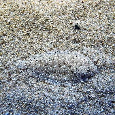 勾嘴魚學(xué)名叫什么，嘴魚（拉丁學(xué)名，Erythroculter ilishaeformis）