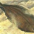 勾嘴魚學(xué)名叫什么，嘴魚（拉丁學(xué)名，Erythroculter ilishaeformis）