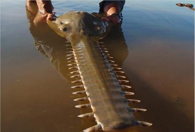 巨骨舌魚攻擊人嗎，骨舌魚具攻擊