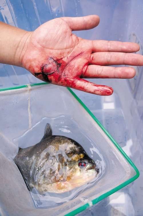 巨骨舌魚攻擊人嗎，骨舌魚具攻擊