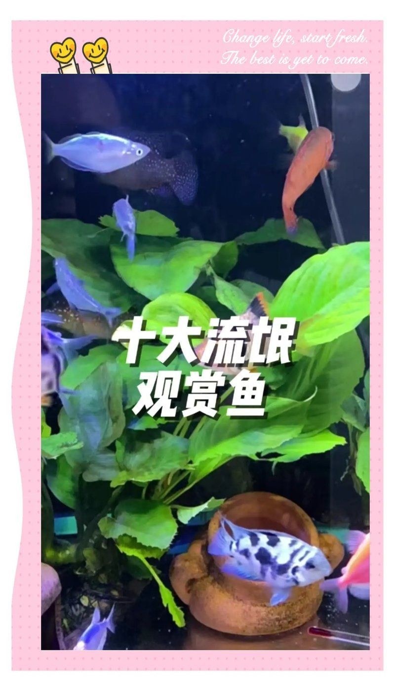 關刀魚會攻擊其他魚嗎，刀魚具攻擊性