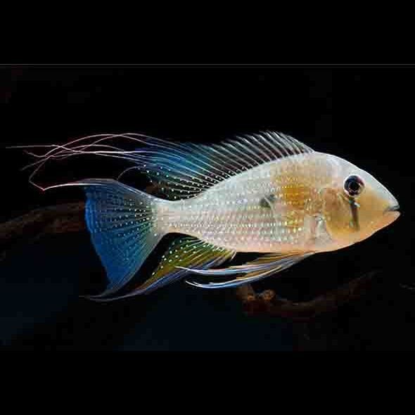 關刀魚會攻擊其他魚嗎，刀魚具攻擊性