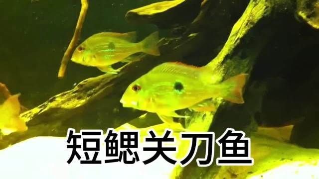 關(guān)刀魚會攻擊其他魚嗎，刀魚具攻擊性
