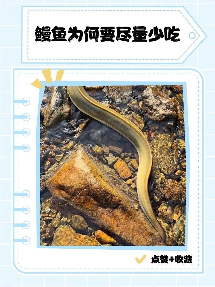 加拿大電鰻有毒嗎，大電鰻是否具毒性