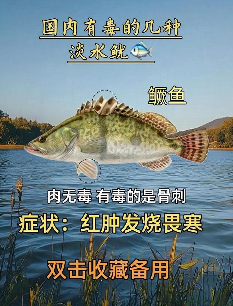 加拿大電鰻有毒嗎，大電鰻是否具毒性