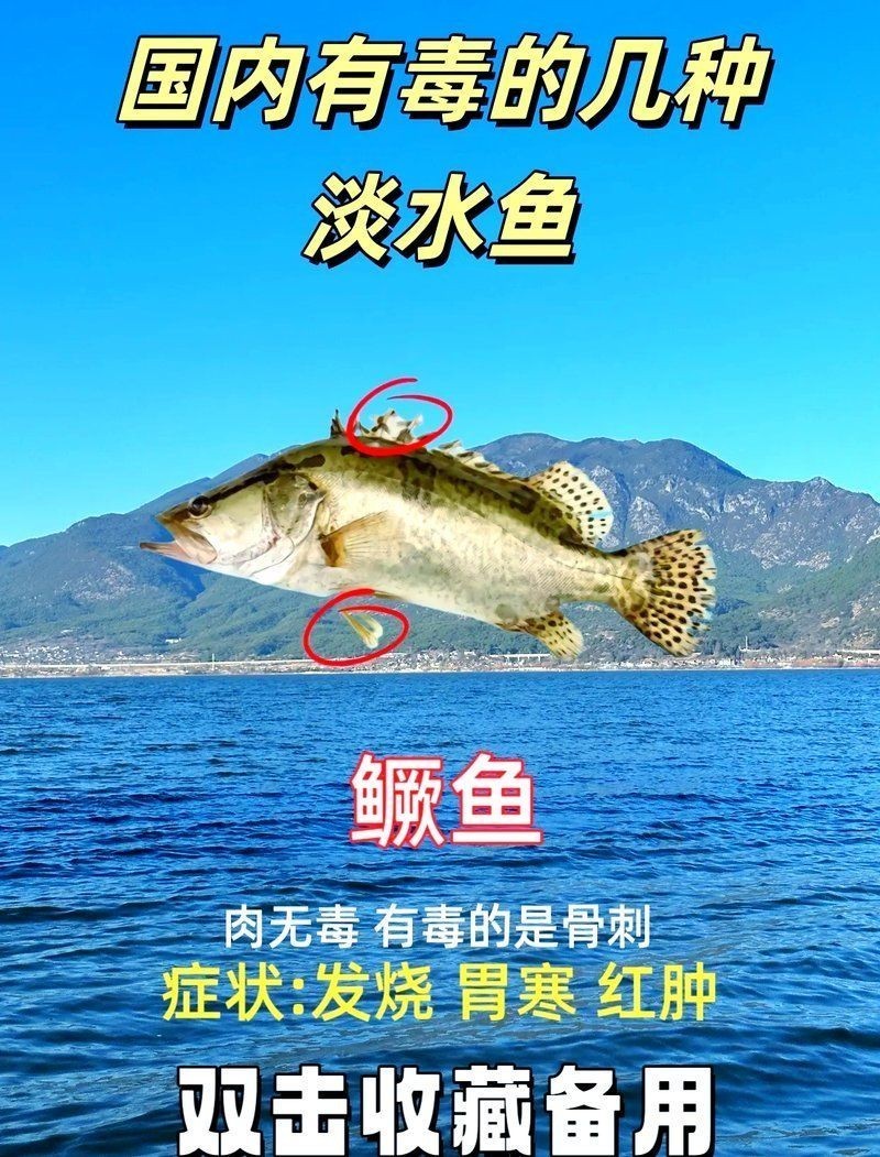 加拿大電鰻有毒嗎，大電鰻是否具毒性
