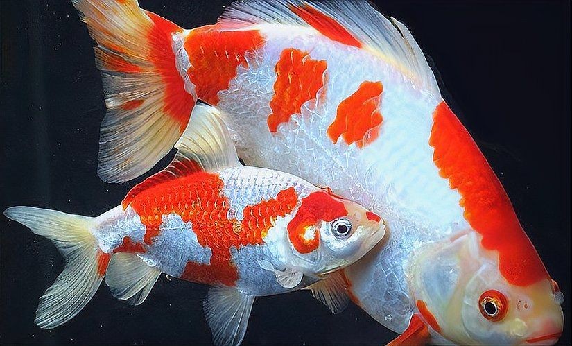 各種錦鯉圖片，繽紛錦鯉圖集，多彩錦鯉影像，萌趣錦 各種錦鯉圖片，繽紛錦鯉圖集，多彩錦鯉影像，萌趣錦 全國水族館企業(yè)名錄 第7張