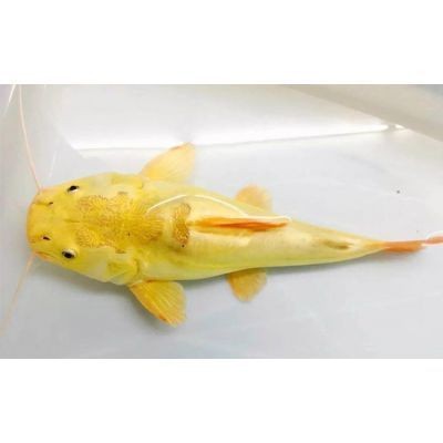 三明魚缸批發市場，你可以按需選用，，三明，魚缸批發集散地，聚焦三明魚缸批發市場，三明魚缸批發一站式地