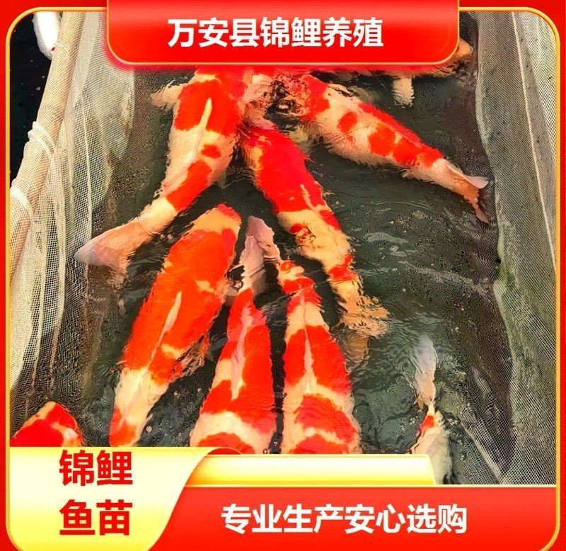 三明魚缸批發市場，你可以按需選用，，三明，魚缸批發集散地，聚焦三明魚缸批發市場，三明魚缸批發一站式地 三明魚缸批發市場，你可以按需選用，，三明，魚缸批發集散地，聚焦三明魚缸批發市場，三明魚缸批發一站式地 全國水族館企業名錄 第7張