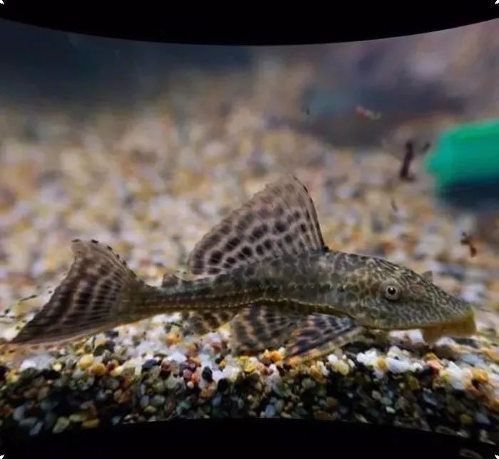 養(yǎng)什么能清理魚缸糞便，幾種生物可清理魚缸糞便，清道夫、鼠魚、黑 養(yǎng)什么能清理魚缸糞便，幾種生物可清理魚缸糞便，清道夫、鼠魚、黑 龍魚百科 第6張