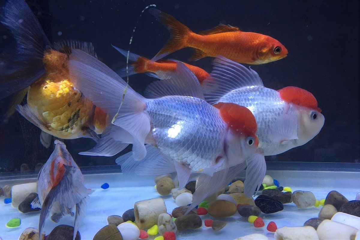 養(yǎng)什么能清理魚缸糞便，幾種生物可清理魚缸糞便，清道夫、鼠魚、黑 養(yǎng)什么能清理魚缸糞便，幾種生物可清理魚缸糞便，清道夫、鼠魚、黑 龍魚百科 第8張
