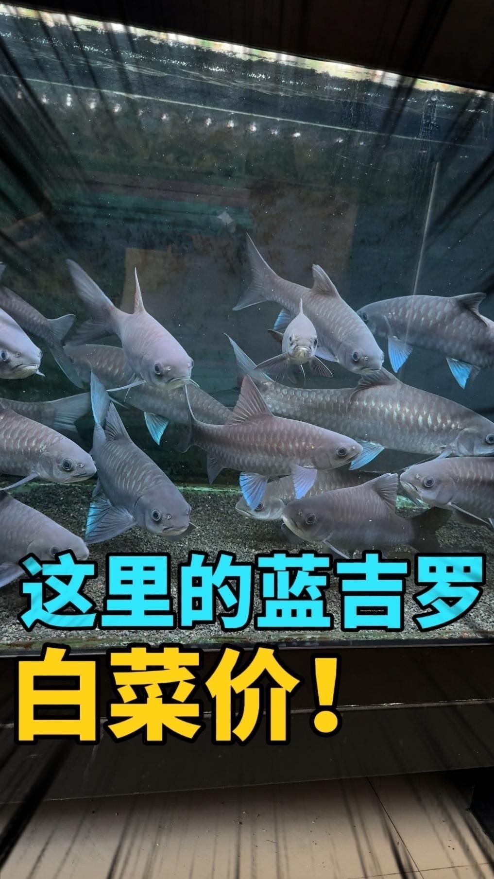 吉羅魚最貴三個品種，羅魚三大名貴
