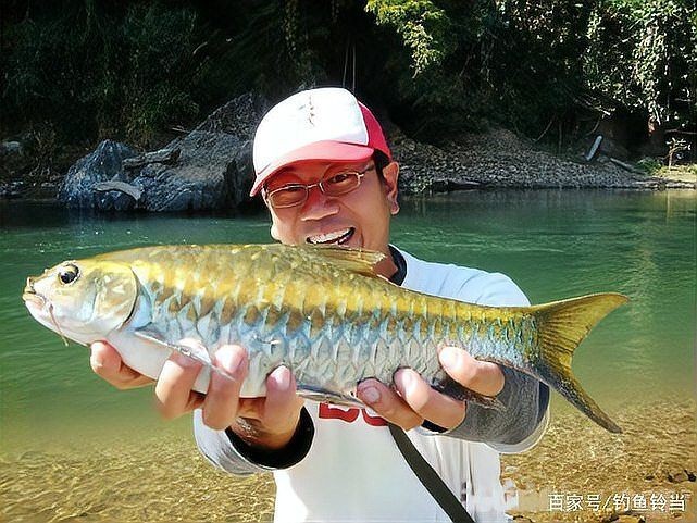 吉羅魚最貴三個品種，羅魚三大名貴