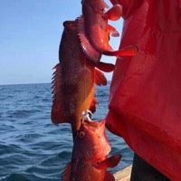吉羅魚最貴三個品種，羅魚三大名貴
